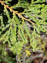 Austrocedrus chilensis
