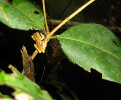Dendropsophus parviceps
