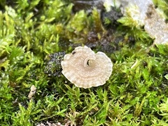 Arrhenia rickenii