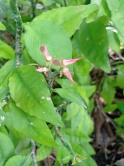 Euphorbia tithymaloides