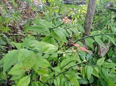 Euphorbia tithymaloides