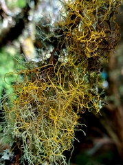 Teloschistes flavicans