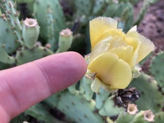 Opuntia
