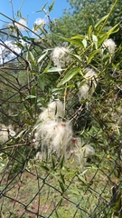 Clematis montevidensis