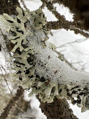 Hypogymnia physodes