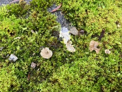 Arrhenia rickenii