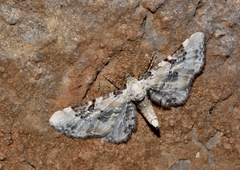 Eupithecia gratiosata