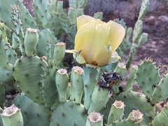 Opuntia