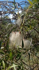 Clematis montevidensis