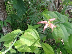 Euphorbia tithymaloides