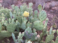Opuntia