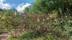 Clematis montevidensis
