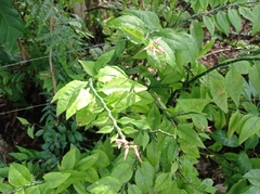 Euphorbia tithymaloides
