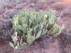Opuntia