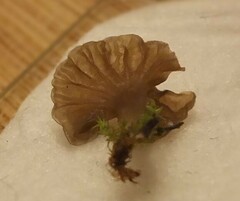 Arrhenia rickenii
