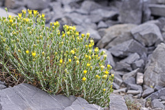 Ericameria discoidea discoidea