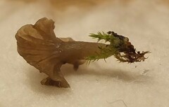 Arrhenia rickenii
