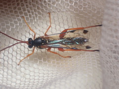 Echthromorpha intricatoria