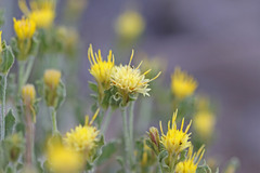 Ericameria discoidea discoidea