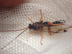 Echthromorpha intricatoria