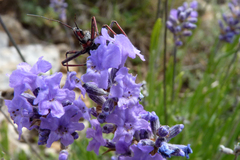 Rhynocoris annulatus