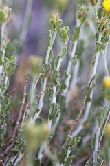 Ericameria discoidea discoidea