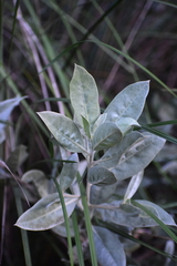 Conocarpus erectus sericeus