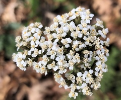 Achillea