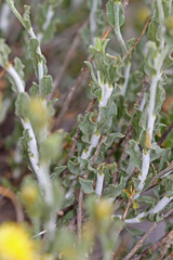 Ericameria discoidea discoidea