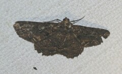 Paradromulia ambigua