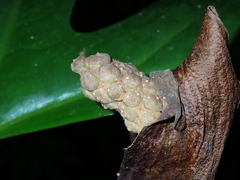 Anaphyllopsis americana