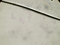 Arrhenia rickenii