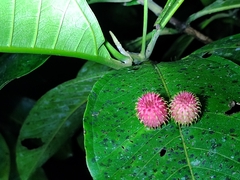 Cecidomyiini