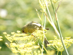 Spinus barbatus