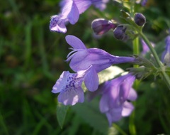 Nepeta sibirica