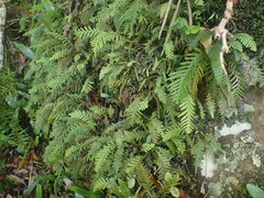 Notogrammitis heterophylla