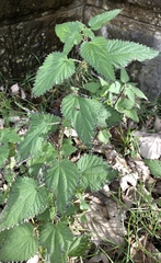 Urtica dioica