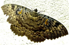 Erebus walkeri
