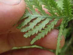 Notogrammitis heterophylla