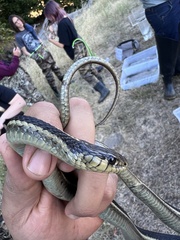 Thamnophis atratus