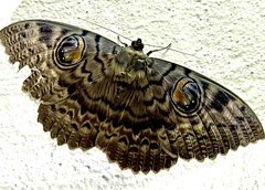 Erebus walkeri
