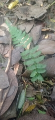 Blechnum hastatum