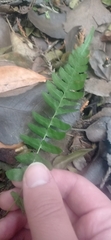 Blechnum hastatum