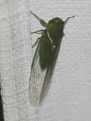Glaucopsaltria viridis