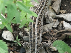 Lacerta agilis exigua
