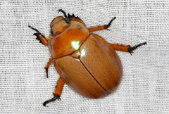 Anoplognathus viriditarsis