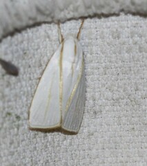 Cryptophasa flavolineata