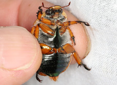 Anoplognathus viriditarsis