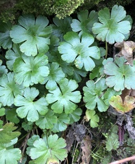 Geranium lucidum