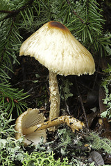 Lepiota magnispora